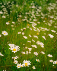Daisys