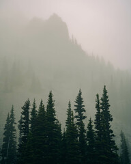 Mountain Mist