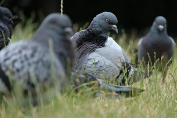 Group of watchful, pigeons on a lawn