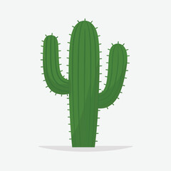 A tall green saguaro cactus with two arms against a white background
