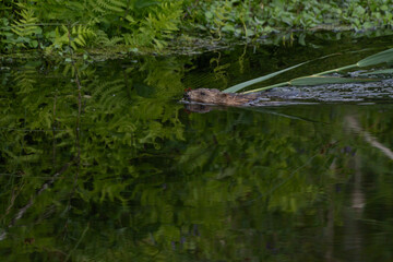 European otter (Lutra lutra) swimming with plant shoot in water