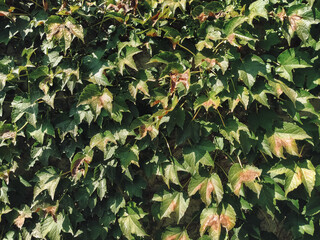 Lots of wild grape leaves with raindrops on the wall. Natural dark green background.