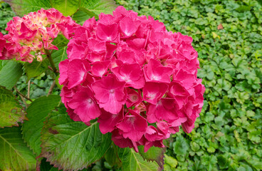 Hortensienblüte (Hydrangea)