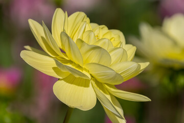 Dahlie