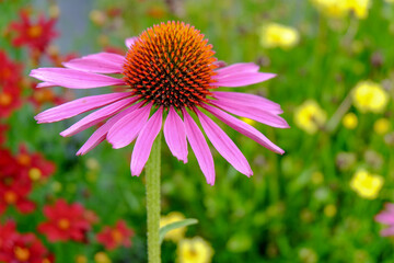 Purpur-Sonnenhut (Echinacea purpurea)