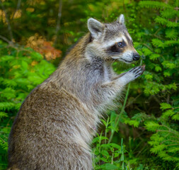 Common Raccoon resting on hind legs with front paws pressed together