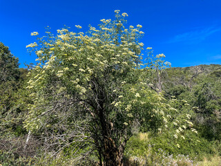 A Currant Tree in Bloom with white flowers