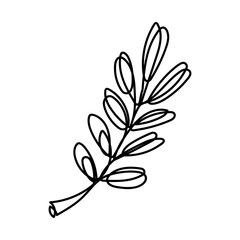 Line art illustration of a botanical branch with leaves in black on white background. For autumn designs, nature-themed prints, packaging, kitchen textiles, greeting cards, and scrapbooking.