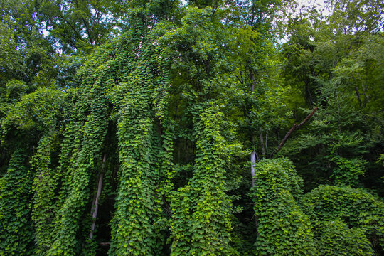 a lush, green hillside entirely engulfed by dense, fast-growing kudzu vines. invasive plant abstract background
