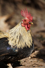 Rooster scratching, walking and eating in the yard