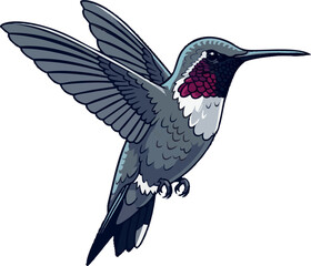 Hummingbird in side view – flying full body vector on white background, 2D vector illustration