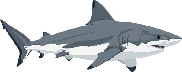 Obraz premium Shark in swimming pose – full body side view vector on white background, 2D vector illustration