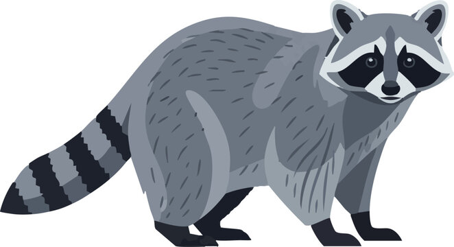Raccoon vector drawing in side view &ndash; full body pose on white background, 2D vector illustration