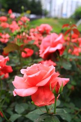 Pink roses fill the garden, but the most beautiful of them all is the one near our eyes.