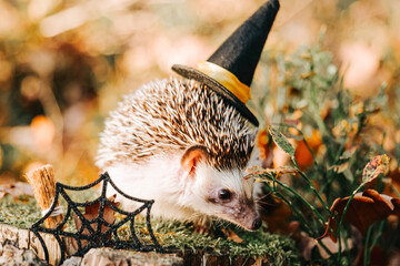  Hedgehog in a witch hat with Halloween decorations on a stump in an autumn sunny forest.Festive...