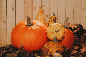 Halloween background.Pumpkin Wallpaper.Close-up of Pumpkins and Gourds for Fall.