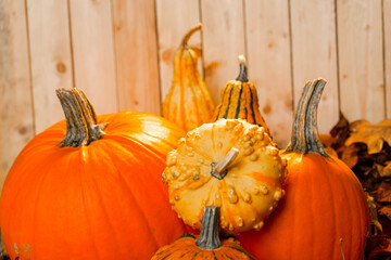 Pumpkins in autumn leaves on wooden background.Still Life of Pumpkins and Gourds on Leaves. 