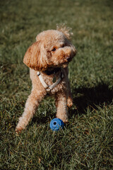 Adorable apricot toy poodle sitting on the grass with rubber toy ball near. Training,playing with...