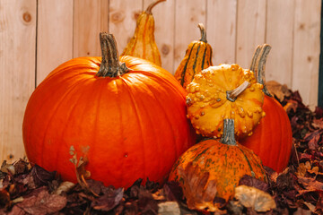 Pumpkin Wallpaper.Close-up of Pumpkins and Gourds for Fall.Autumnal Display of Pumpkins and Gourds. Place for text. Pumpkins in autumn leaves on wooden background