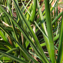 Fototapeta premium Close-Up of Agave or Succulent Leaves with Sharp Edges and Natural Textures
