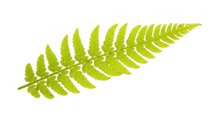 Isolated Green Fern Leaf Detailed Close Up Transparent Background Png