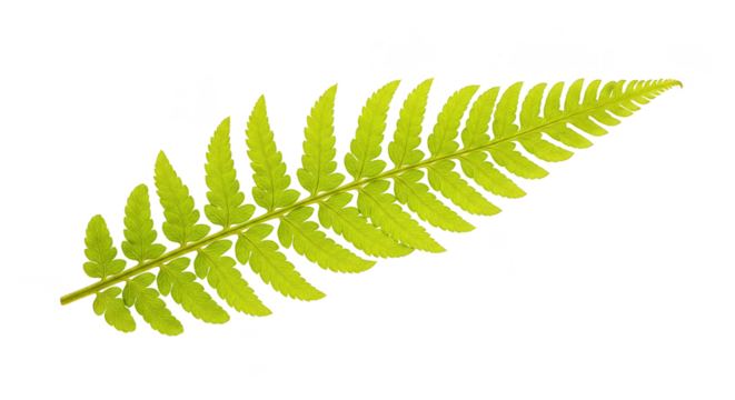 Isolated Green Fern Leaf Detailed Close Up Transparent Background Png