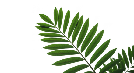 Isolated Green Fern Leaf Transparent Foliage Plant Background