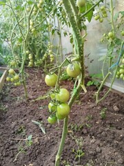tomato, food, vegetable, garden, agriculture, tomatoes