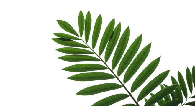 Isolated Green Fern Leaf Transparent Foliage Plant Background