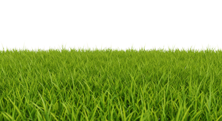 Isolated Green Grass Turf Background Transparent Nature Field Texture