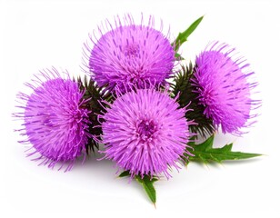 Close-up of purple thistle flowers (1)