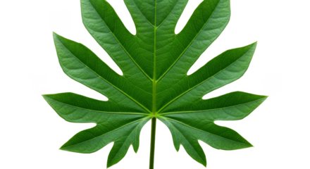 Isolated Green Leaf Transparent Background Tropical Foliage Botany