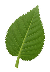 Isolated Green Leaf with Veins on Transparent Background Detailed Macro
