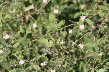 American Hookfruit Trefoil, Acmispon Americanus Variety Americanus, an enchanting native synoecious annual displaying solitary racemose inflorescences during late Spring in the Santa Monica Mountains.