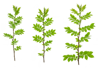 Isolated Green Leaves Foliage on Transparent Background Nature Botanical