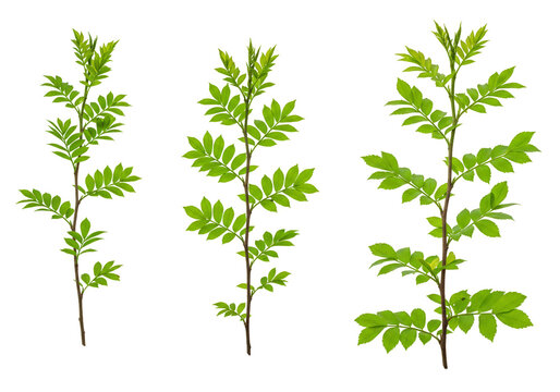 Isolated Green Leaves Foliage on Transparent Background Nature Botanical