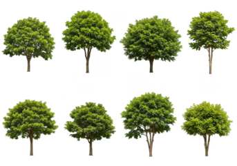 Isolated Green Tree Foliage for Landscape Design Element on Transparent