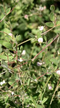 American Hookfruit Trefoil, Acmispon Americanus Variety Americanus, an enchanting native synoecious annual displaying solitary racemose inflorescences during late Spring in the Santa Monica Mountains.
