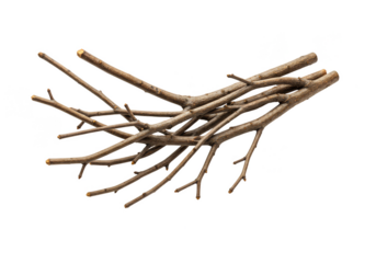 Isolated Group of Dry Tree Branches and Twigs in Transparent Background