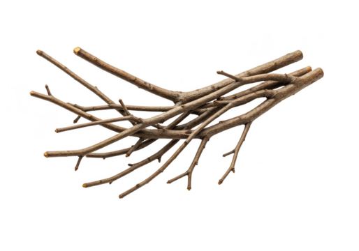 Isolated Group of Dry Tree Branches and Twigs in Transparent Background