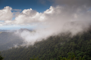 Fototapeta premium Misty Morning in Lush Rainforest