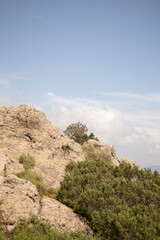 View of the forest from Peña del Cuervo in Mineral del Chico, Hidalgo, Mexico