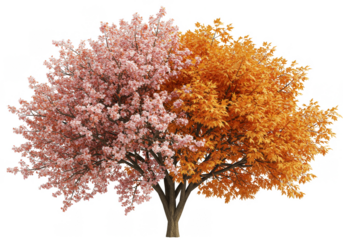 Isolated Illustration of a Split Season Tree with Pink Leaves and Orange