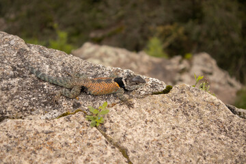 close-up of a blue and orange lizard