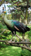 Green Peacock Perched on a Branch