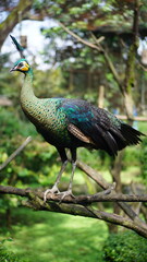 Portrait of a Green Peafowl Resting on Tree Branch with Vibrant Feathers in Natural Habitat