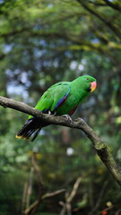 Green Parrot Perched on a Tree Branch