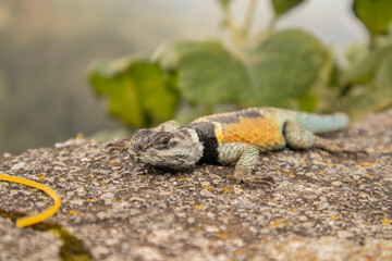close-up of a blue and orange lizard