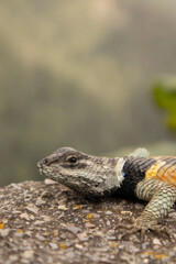 close-up of a blue and orange lizard