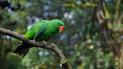 Green Eclectus Parrot Perched on a Branch